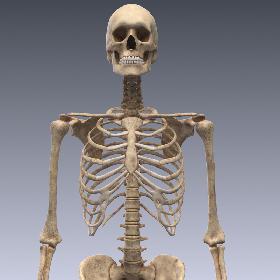 Human skeleton rigged. Animated readlistic vray scene and materials of human skeleton